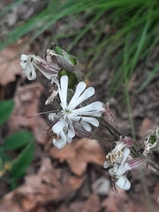 Silene nutans