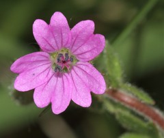Geranium molle