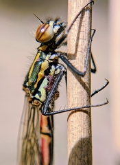 Arrenurus