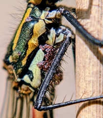 Arrenurus