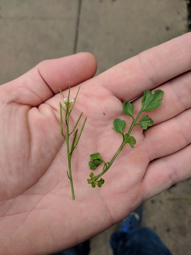 Hairy Bittercress (Cardamine occulta)