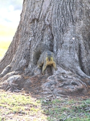 Sciurus niger
