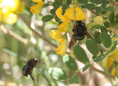 Xylocopa californica californica