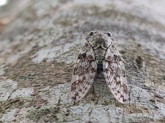Platypleura kaempferi