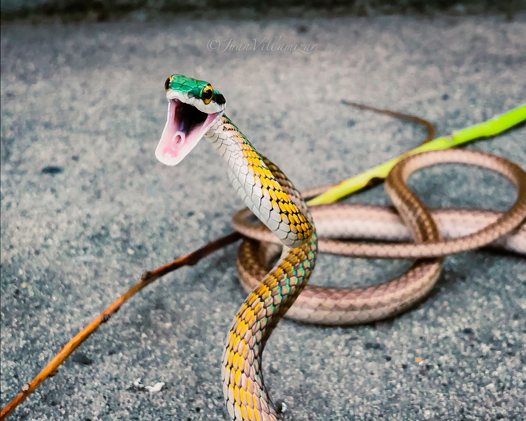 Oliver's Parrot Snake
