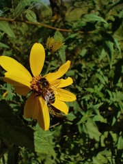 Apis mellifera