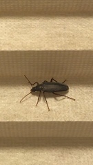 Eupsophulus castaneus