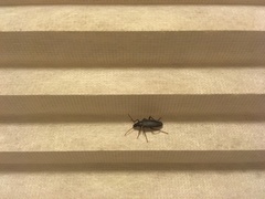 Eupsophulus castaneus