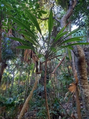 Cordyline petiolaris