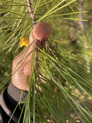 Pinus