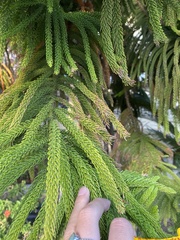 Araucaria