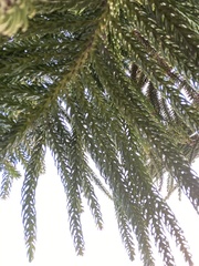Araucaria