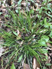 Carex hirtifolia