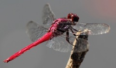 Orthemis schmidti