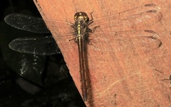 Cannaphila