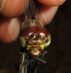 Cannaphila