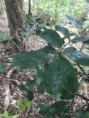 Diospyros hillebrandii