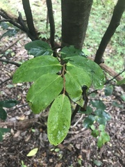Diospyros hillebrandii