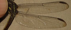 Cannaphila