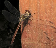 Cannaphila