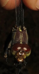 Cannaphila