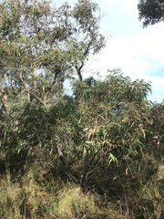 Eucalyptus falciformis