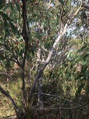 Eucalyptus falciformis