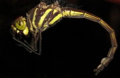 Cannaphila