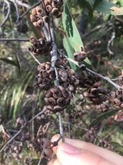 Eucalyptus falciformis