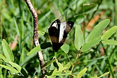 Belenois java peristhene