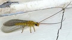 Calochrysa extranea