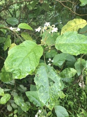 Solanum sandwicense
