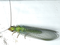 Plesiochrysa ramburi