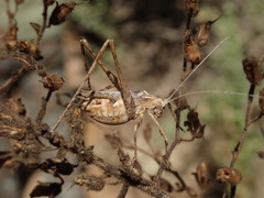 Brachyinsara hemiptera