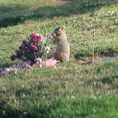 Sciurus niger