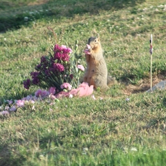 Sciurus niger