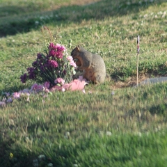 Sciurus niger
