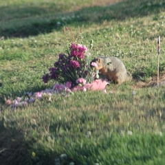 Sciurus niger