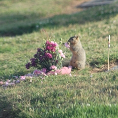 Sciurus niger