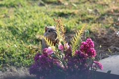 Sciurus niger
