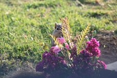 Sciurus niger