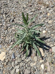 Mentzelia laevicaulis