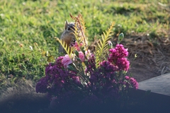 Sciurus niger