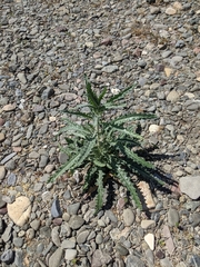 Mentzelia laevicaulis