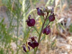 Caulanthus amplexicaulis