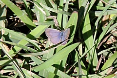 Zizina otis labradus