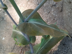 Caulanthus amplexicaulis