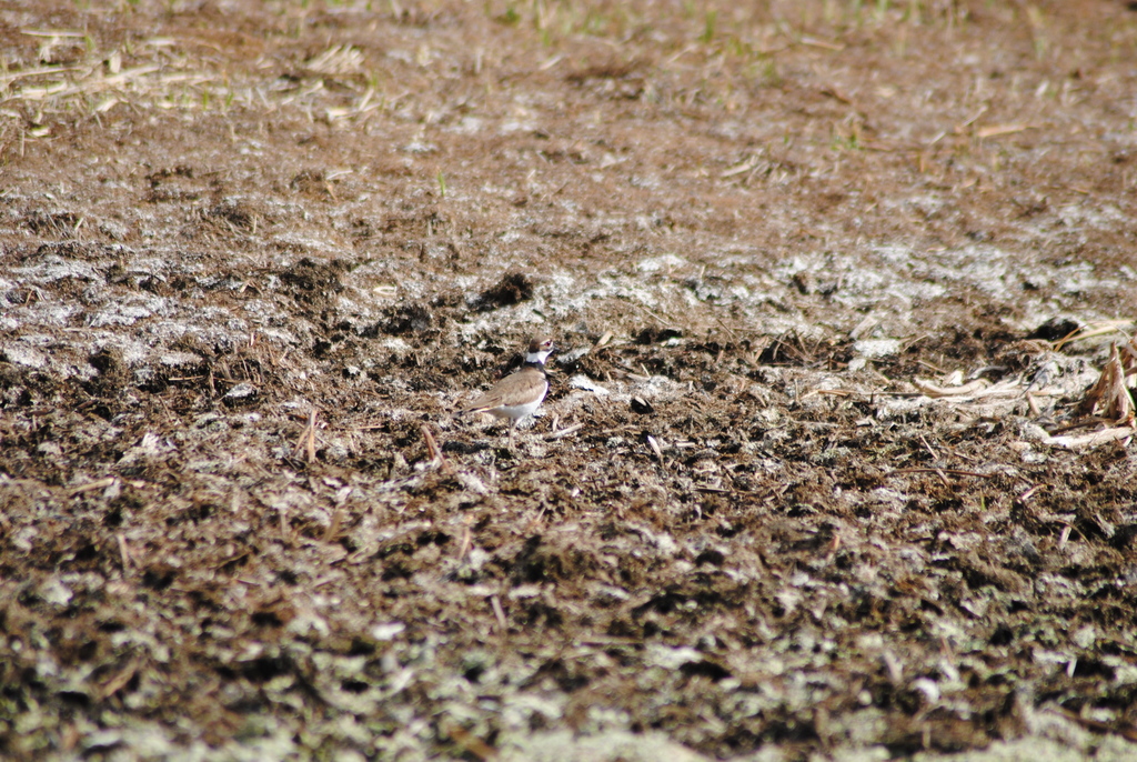 North American Killdeer from St. Albert, AB, Canada on May 9, 2021 at ...