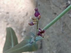 Caulanthus amplexicaulis