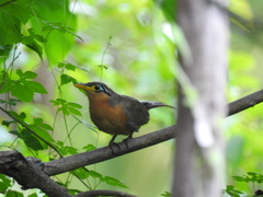 Morococcyx erythropygus